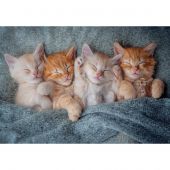 Puzzle  - Castorland - Adorables chatons - 1000 pièces