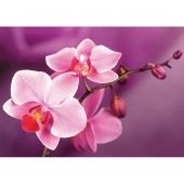 Kit de broderie Diamant - Wizardi - Branche d'orchidées