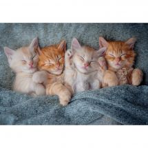 Puzzle  - Castorland - Adorables chatons - 1000 pièces