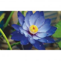 Broderie Crystal  - Charivna Mit - Lotus bleu
