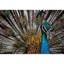 Broderie Crystal  - Charivna Mit - Paon