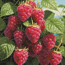 Kit broderie point de croix - Nova Sloboda - Framboises juteuses