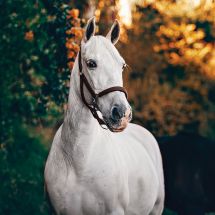 Kit de broderie Diamant - Wizardi - Cheval blanc